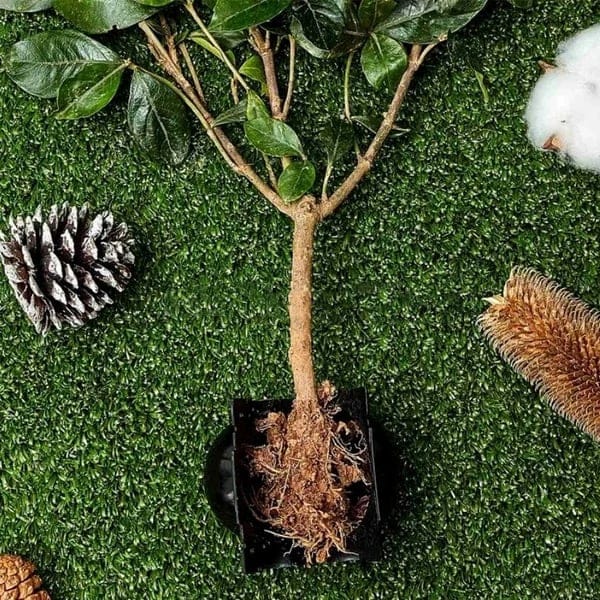 Early Christmas Sale 50% OFF - RootEasy Plant Rooting Box Seeding Case